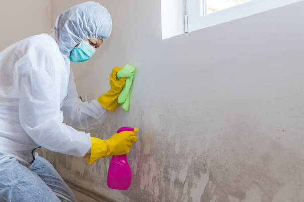 Why You Should Choose Our Mold Remediation Services in Newton, IA